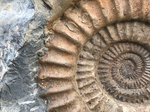 Fossilien / Ammoniten / Orthoceras